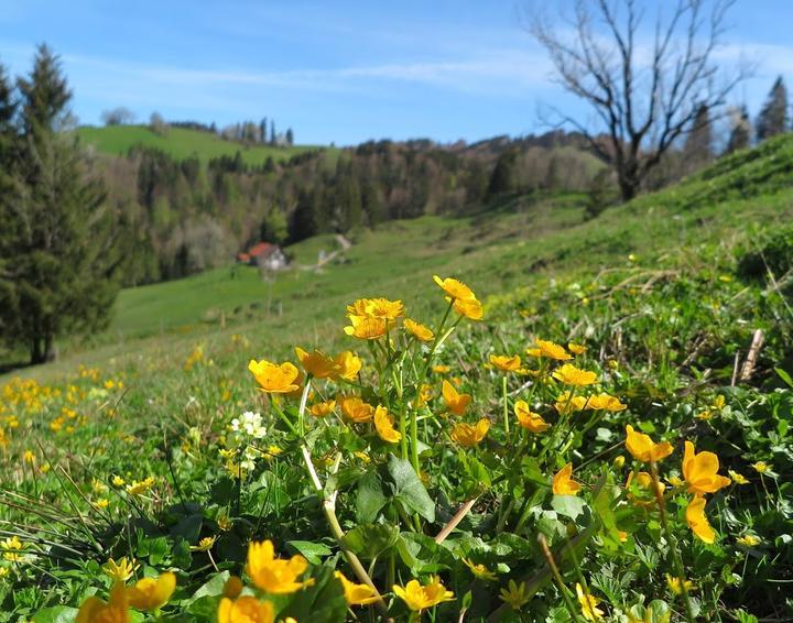 Alpe Neugreuth